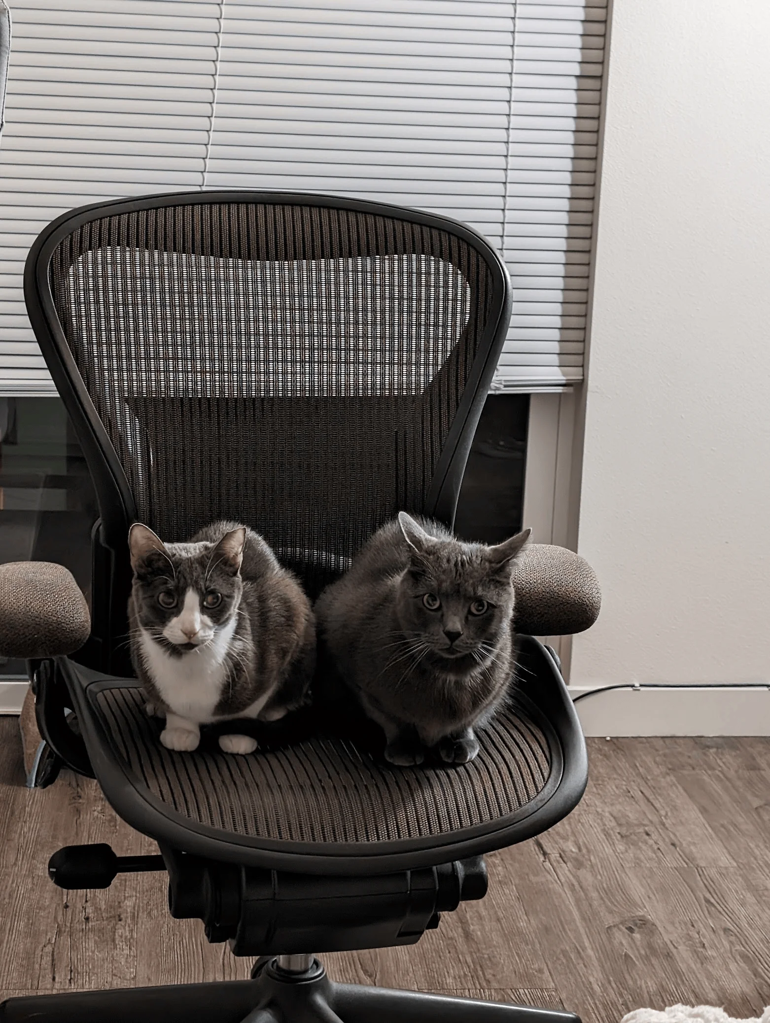 Bert and Oreo sitting on a tree (nope, sitting on a chair that I never use!)